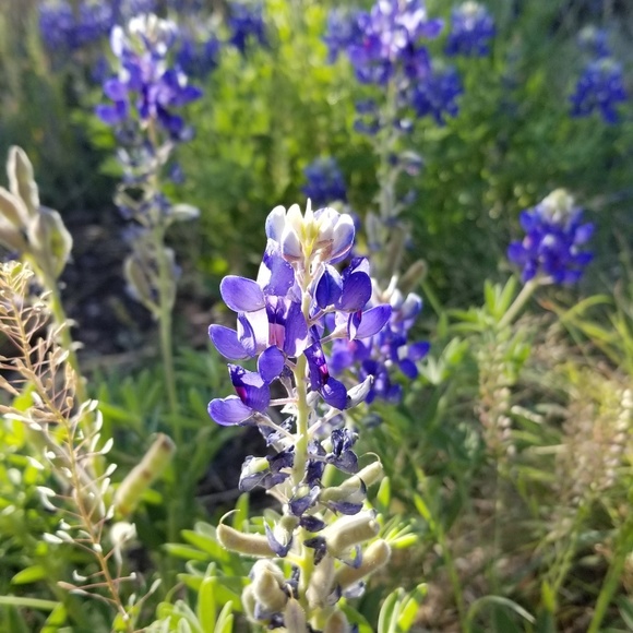 Meet your Posher, Shep - Picture 1 of 1